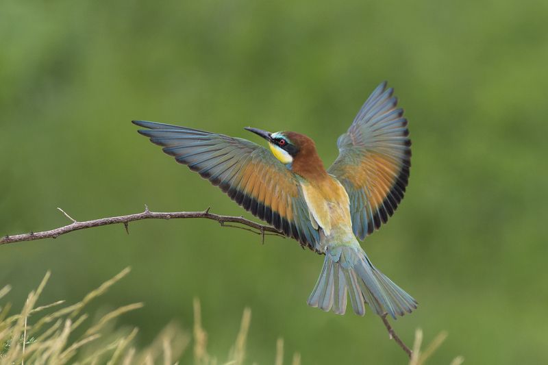 Щуркаphoto preview