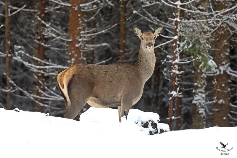 Олениха.photo preview