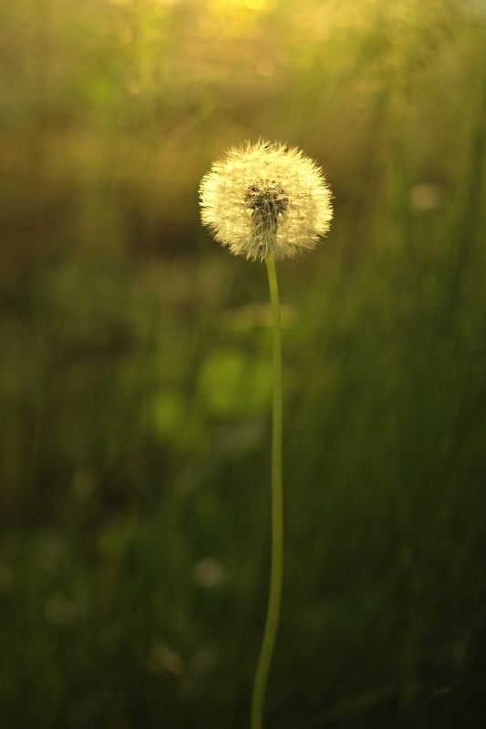 Интровертphoto preview