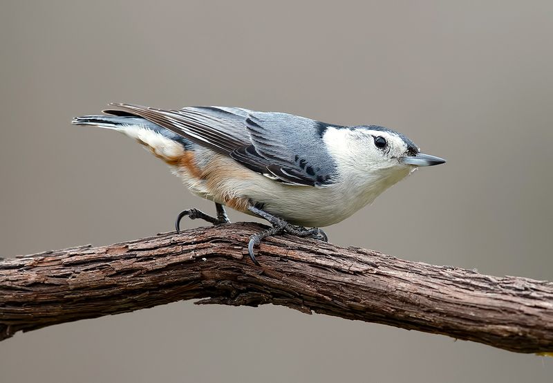 white-breasted nuthatch,  каролинский поползень, nuthatch,поползень, зима White-breasted nuthatch.  Каролинский поползеньphoto preview