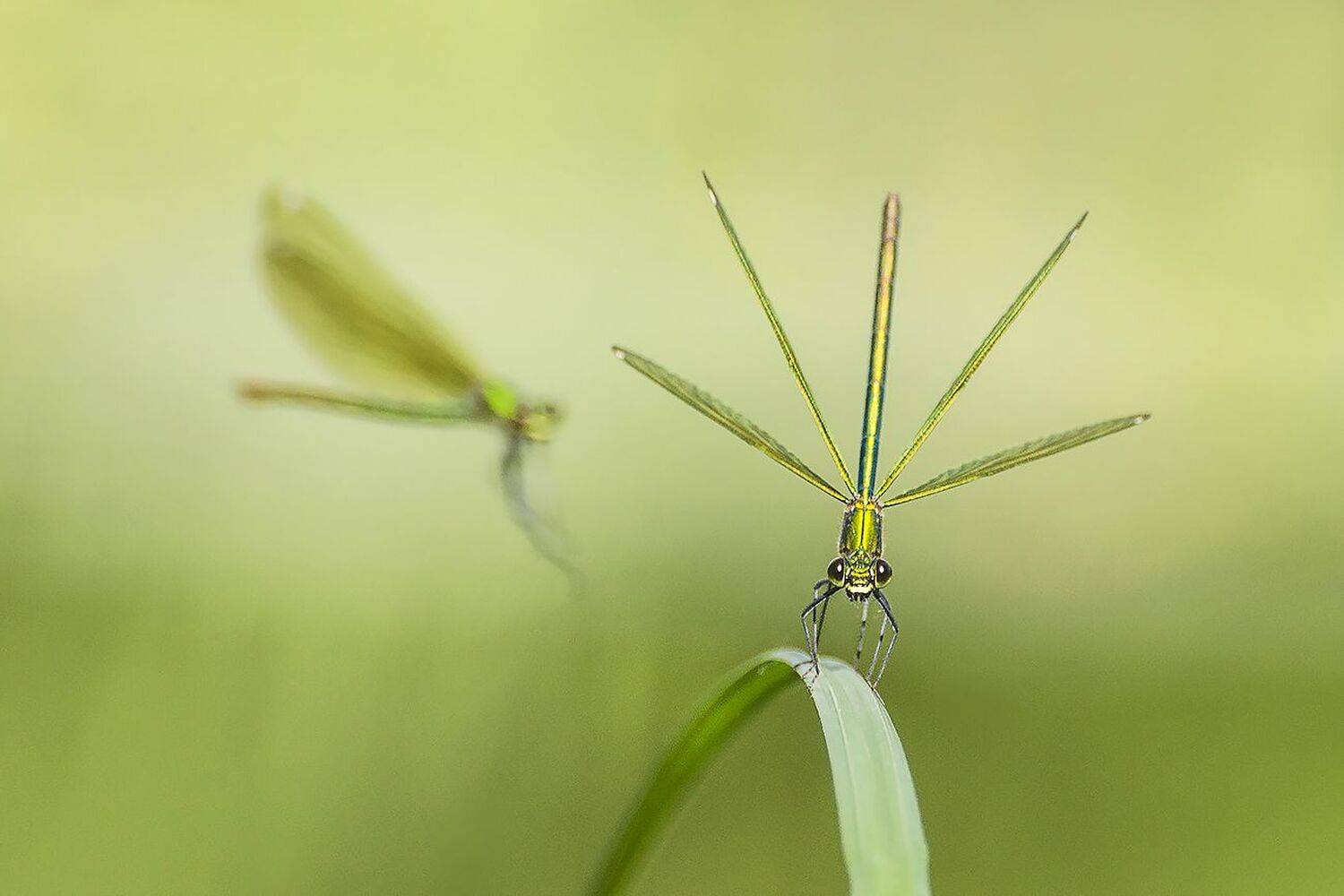 насекомые, стрекозы, красотки - девушки, Михаил Агеев