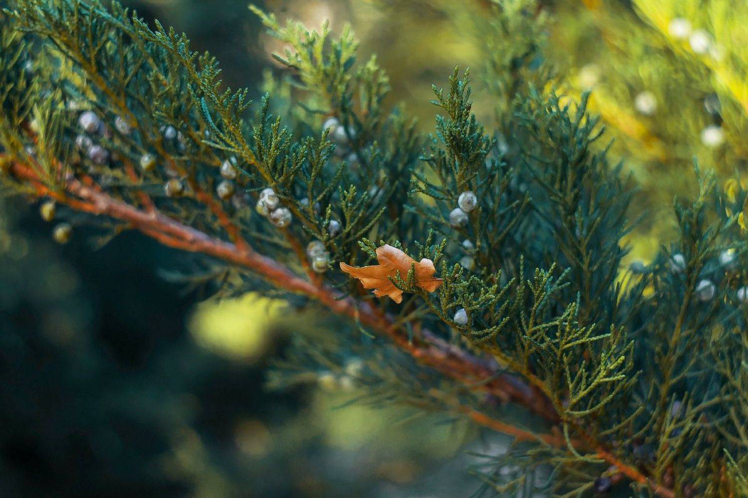 Осенний лист.. Автор: Лысенко Сергей , Лысенко Сергей