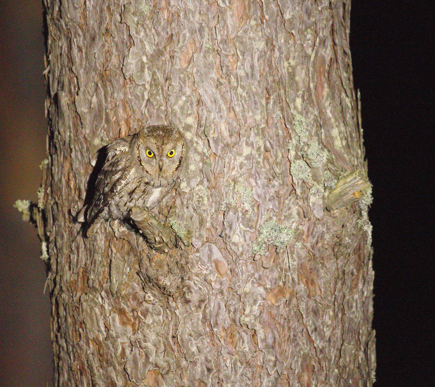 Сплюшка или обыкновенная совка. Автор: Aricha птицы, россии#, фотоохота#, наблюдение, за, птицами#, птицы#, орнитология#, Aricha