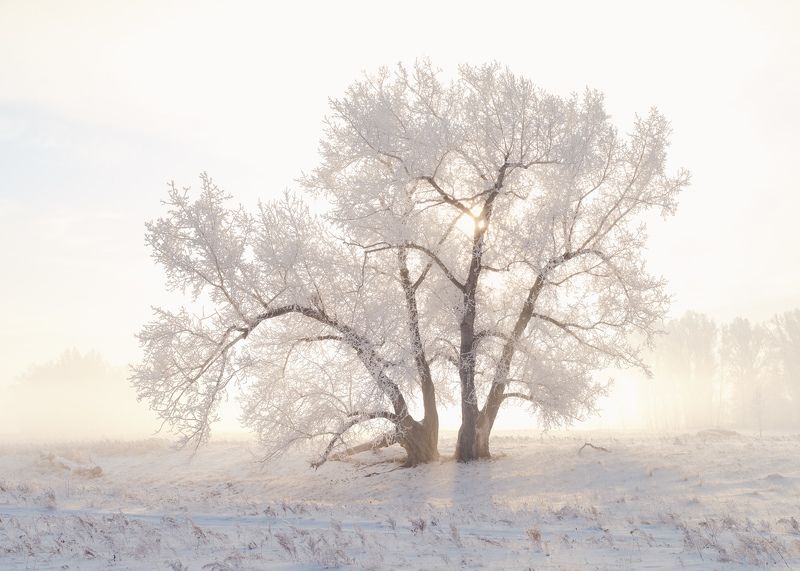 зима, зимний пейзаж, пейзаж ,снег, мороз, туман, winter, fujifilm Мороз и солнце, день чудесный... Frost and sun, a wonderful day ...photo preview