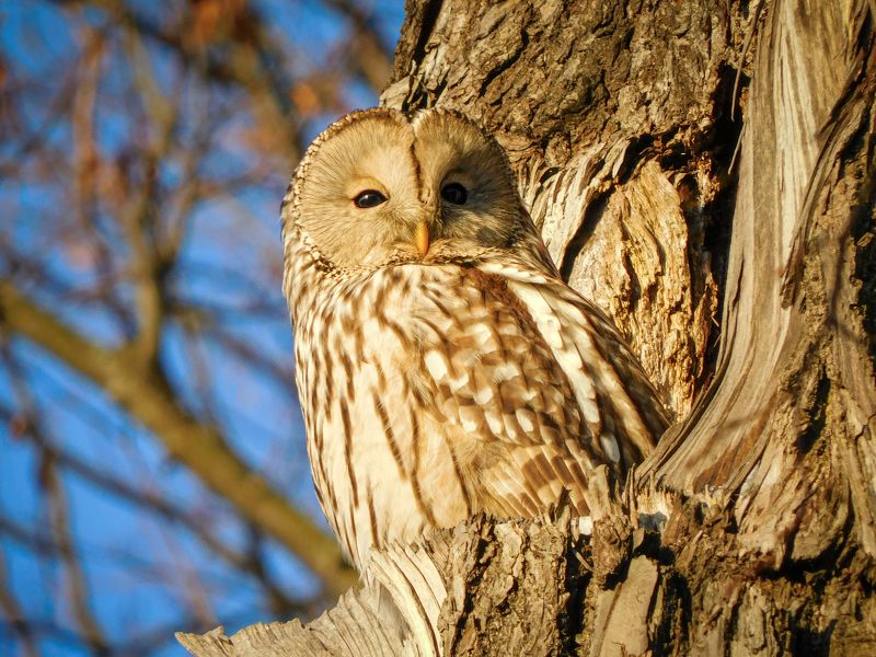 сова, неясыть photo preview