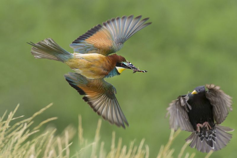 Щуркаphoto preview