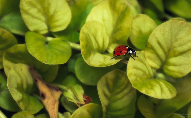 макро, природа, насекомые, божья коровка, растения, вербейник, macro, nature, insects, ladybug, plants, loosestrife, Вербейниковые лугаphoto preview