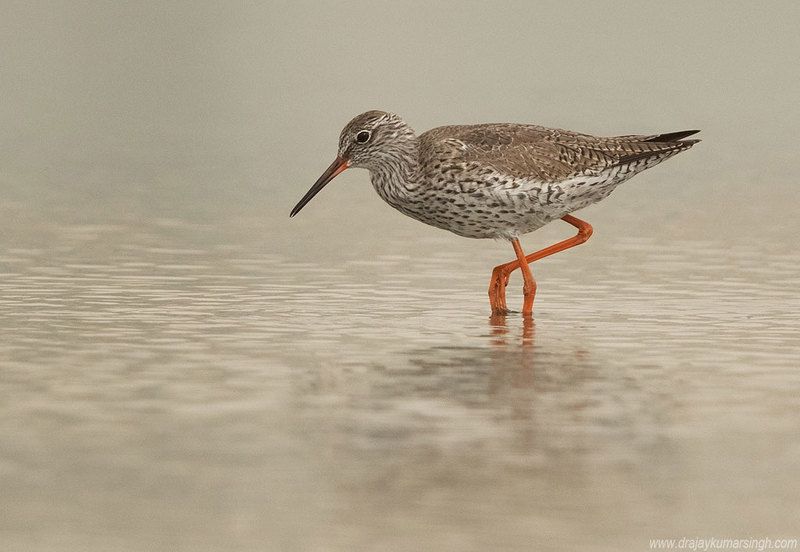 redshank Spotted redshankphoto preview
