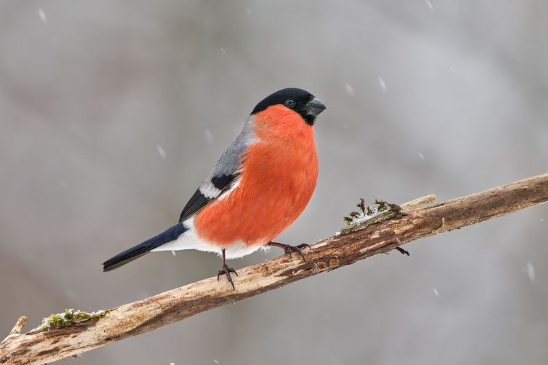 Снегирьphoto preview