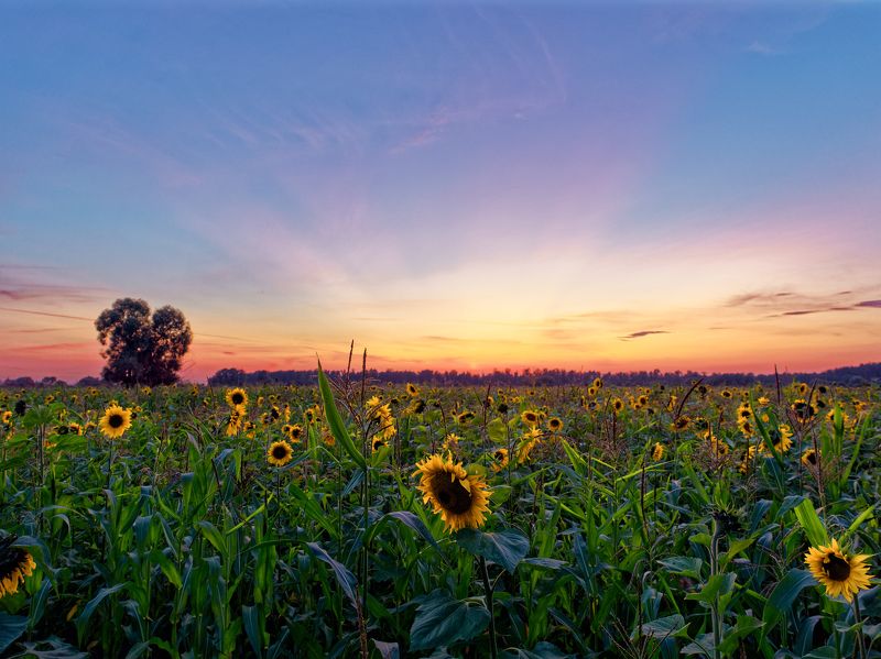 подсолнух, закат, лето Подсолнухиphoto preview