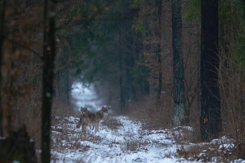 ssaki,wilki,las,przyroda,białowieża,natura Wilkiphoto preview