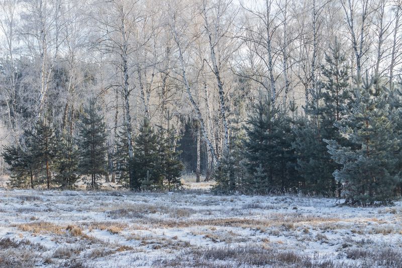 лес, деревья, зима, иней, природа photo preview