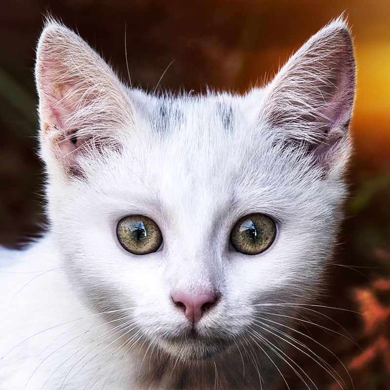 cat ...photo preview