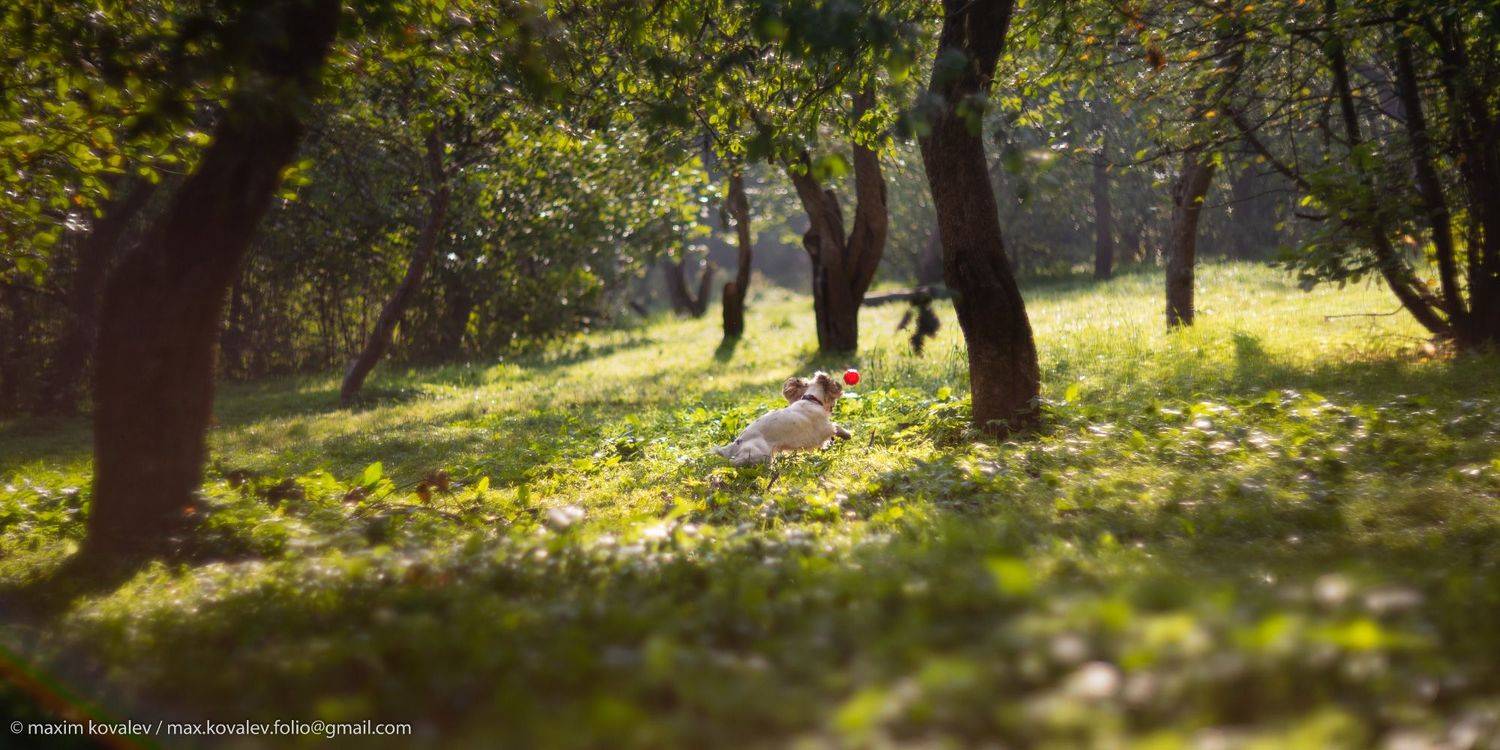 europe, kuzminki, moscou, moscow, russia, animal, ball, dog, garden, nature, orchard, park, plant, spaniel, tree, европа, кузьминки, москва, россия, дерево, животное, мяч, парк, природа, пёс, растение, сад, сад фруктовый, собака, спаниель, Максим Ковалёв
