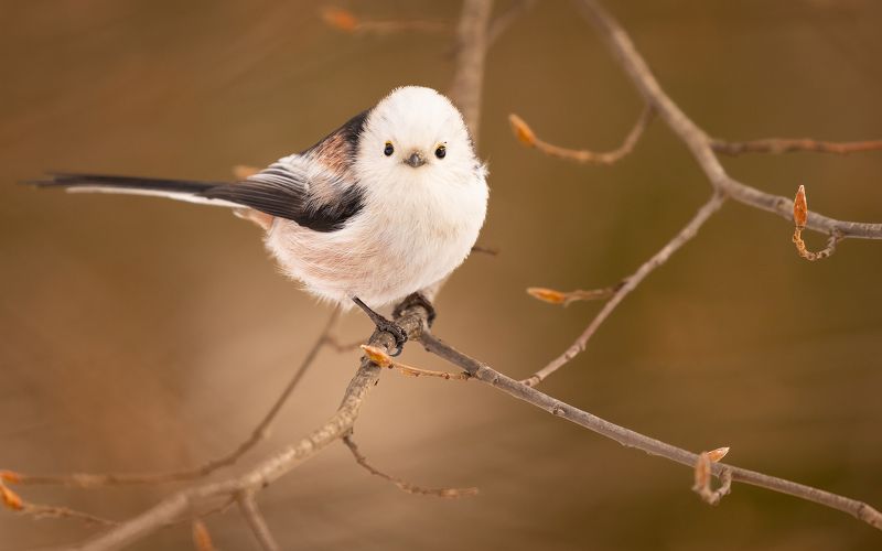 Long-tailed Titphoto preview