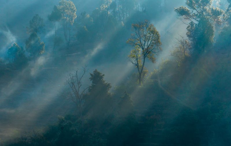#morning #fog #tree #rays #village #landscape the onephoto preview