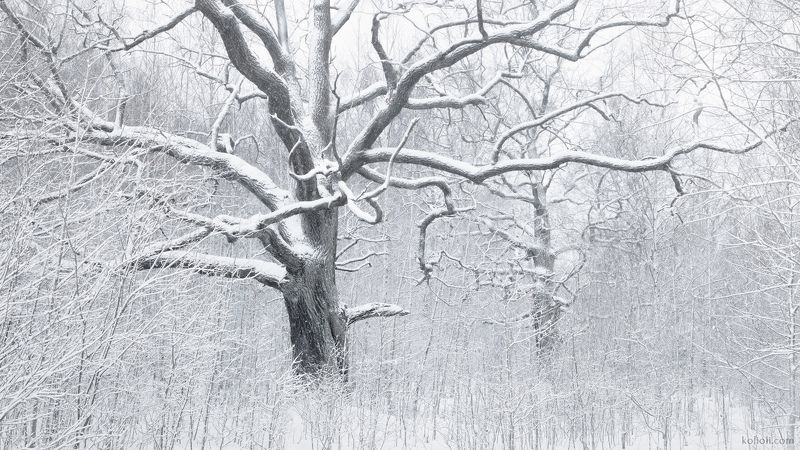 петергоф, дубы, зима, сергиевка, пригороды петербурга Зима в Сергиевкеphoto preview