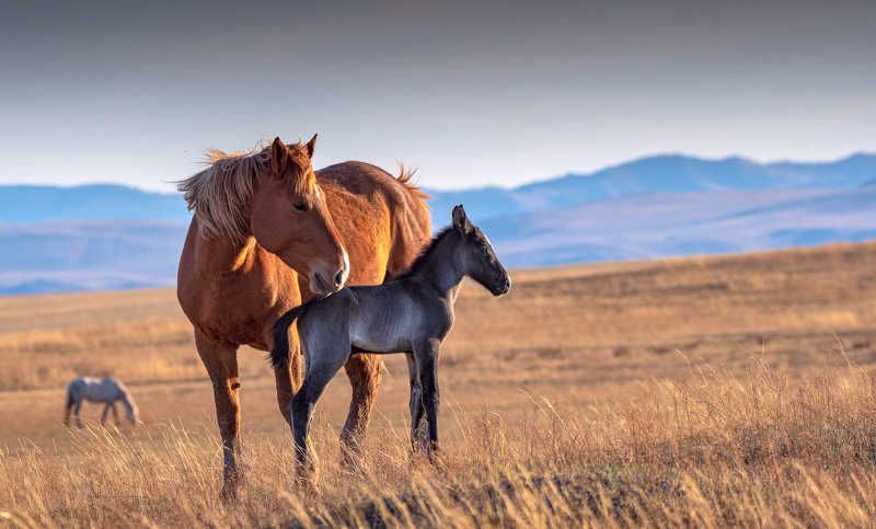 Хакасия степь  Нежностьphoto preview