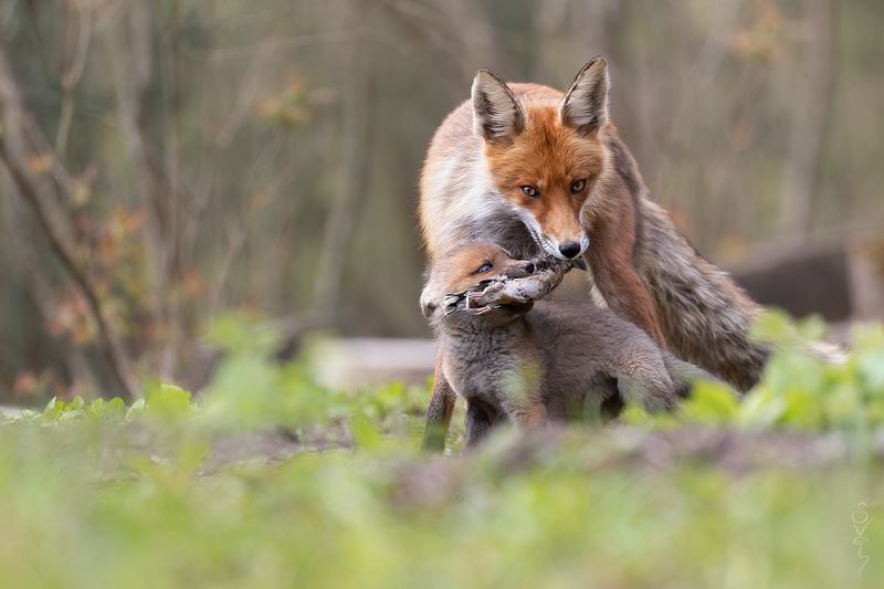 лиса я волшебное слово знаю — «пожалуйста»!photo preview