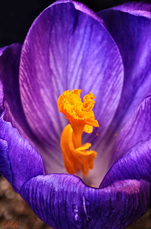 blue, close-up, crocus, color, colors, flower, flowers, macro, nature, orange, plant, plants, photography, portrait, spring, yellow, Crocus Portraitphoto preview