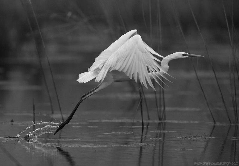 Egret Great Egretphoto preview