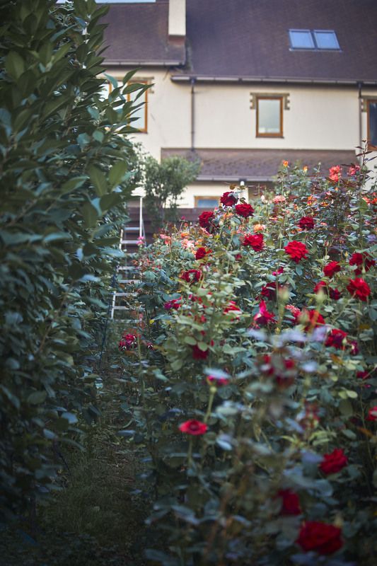 До весны осталось совсем немного, но я уже скучаю по своему саду, по своим розам…Скучаю,  как скучают по  детям которые перестают своих родителей, становятся  выше, краше и не послушней…Москва. Душанбеphoto preview