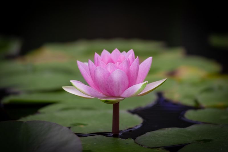 lotus, macro, flowers. flower, water, pink, rose Lotus flowersphoto preview