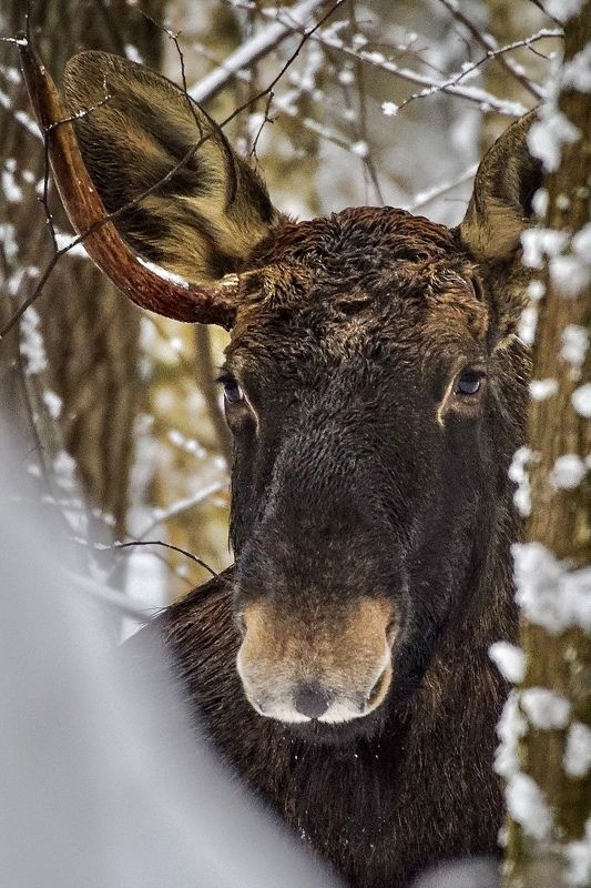 Два братаphoto preview