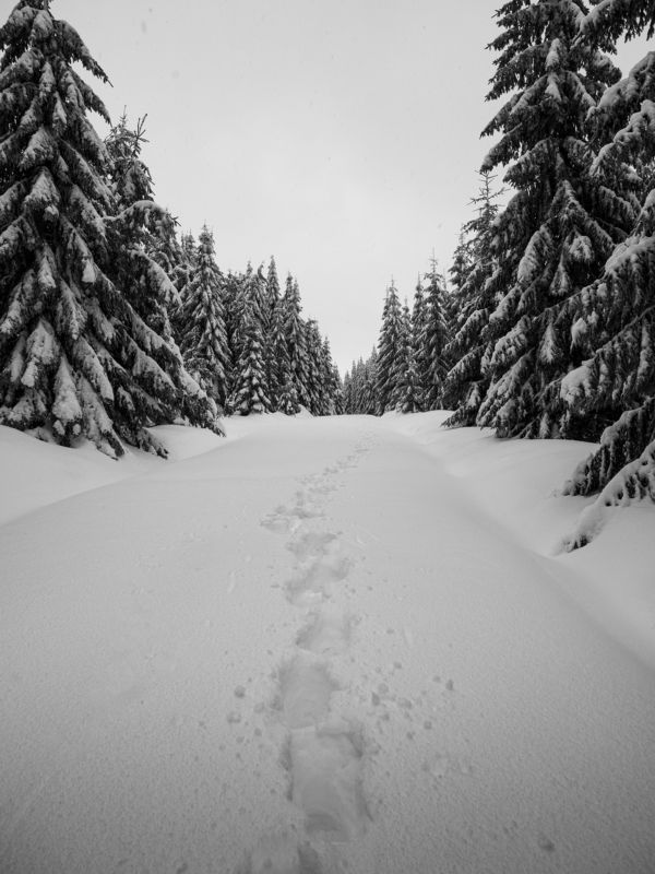 jizera,jizerky,jizerske hory,hejnice,cimburi,frydlantske cimburi,czechia,blackandwhite,snow,winter,snowfall,minimal First stepsphoto preview