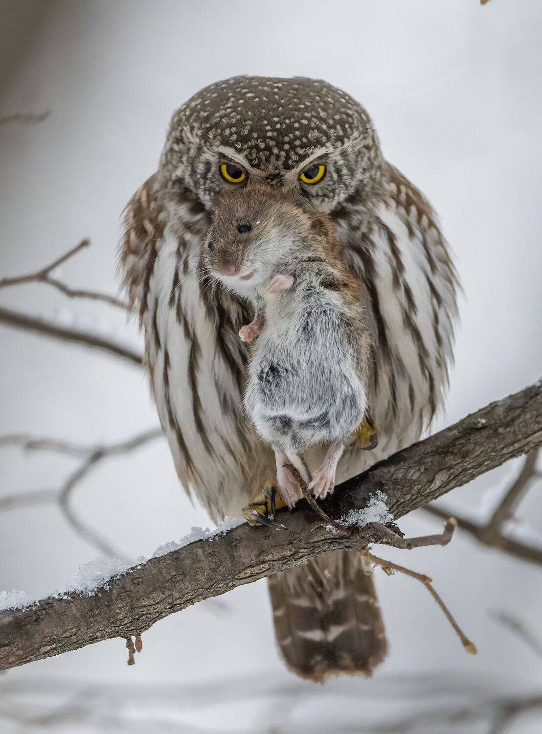 Настоящий хищник. Автор: Дэм Константин , Дэм Константин