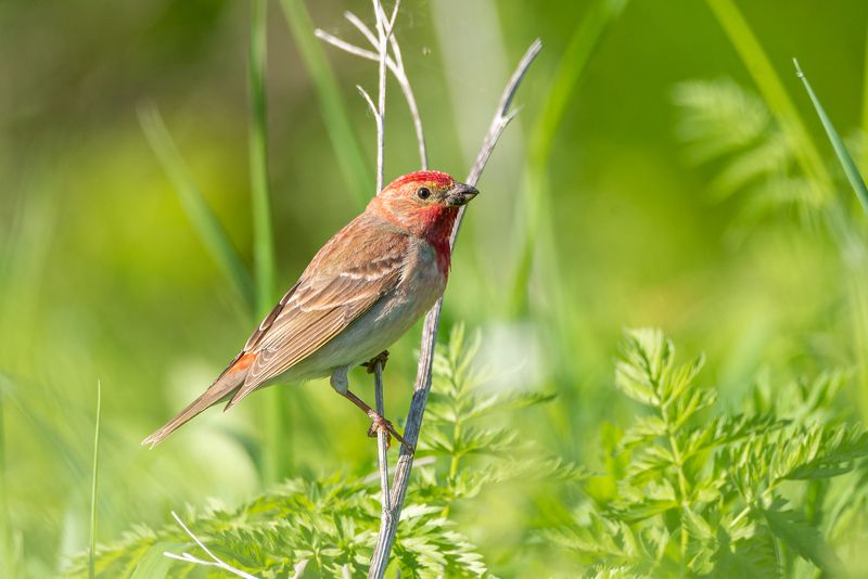 Птицы Россииphoto preview