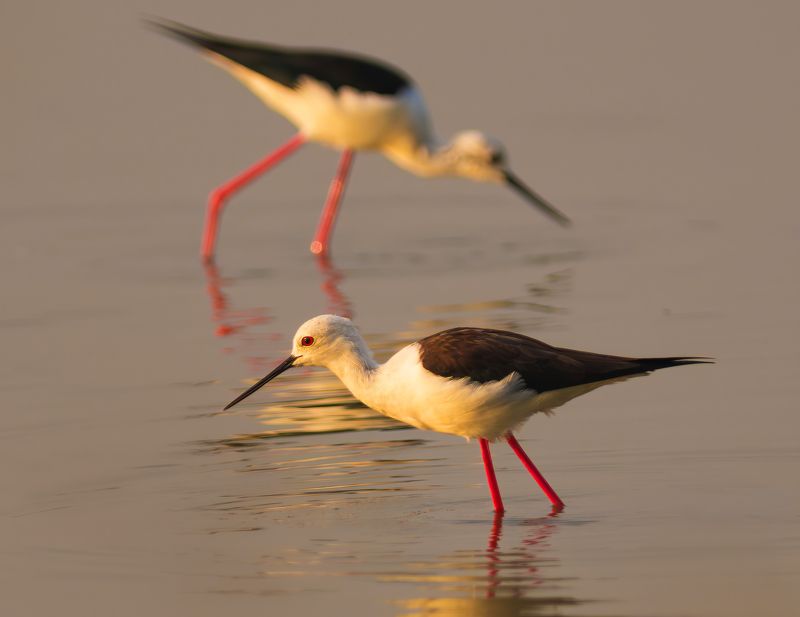 bird,birds,nikon,wild,water,shadows,lake,pond,flowers,swan,colors,nikon,beauty,nature,animals,eyes,egret,songbird,jungle,white,wings,fly Black-winged stiltphoto preview