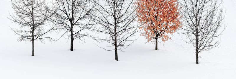 There can be only onephoto preview