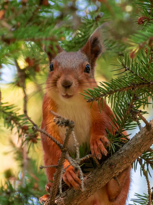 Белкаphoto preview