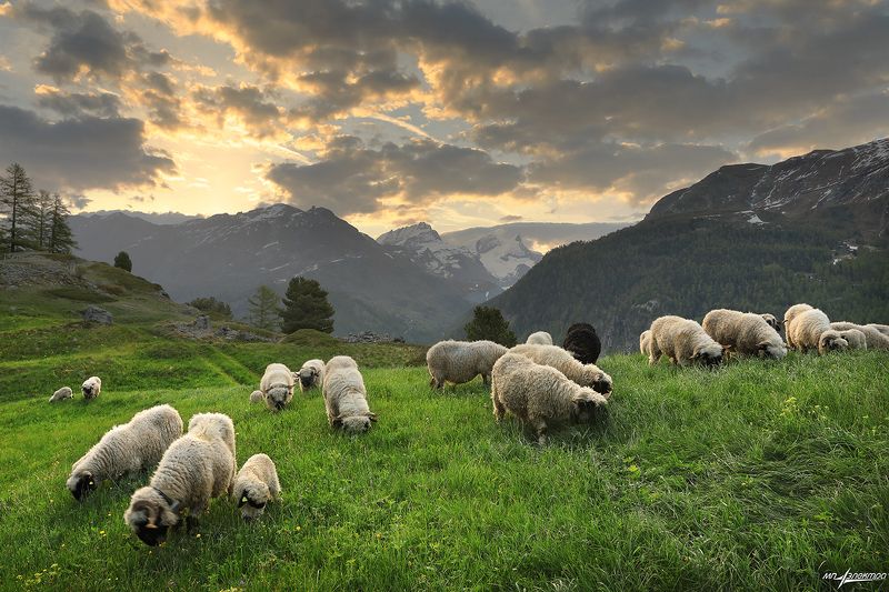 swiss,zermatt,весна,швейцария Весенний альпажphoto preview