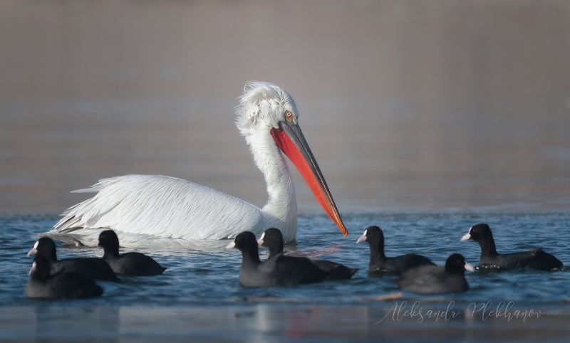 dalmatian_pelican Dalmatian Pelican & Common Cootphoto preview
