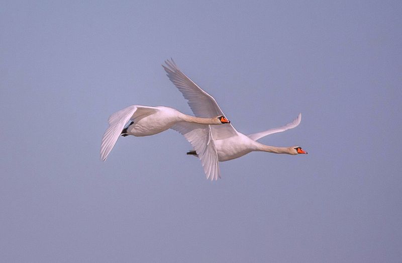 у села  камышово ЛЕБЕДИphoto preview