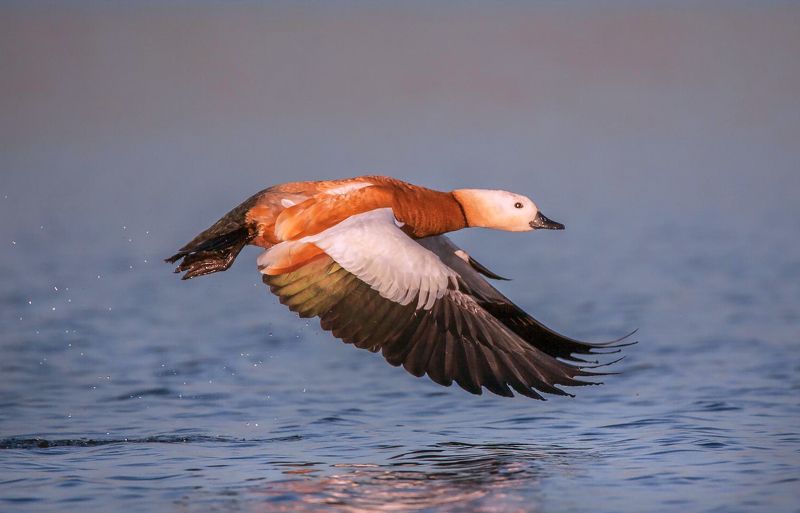 у села  камышово ОГАРЬphoto preview