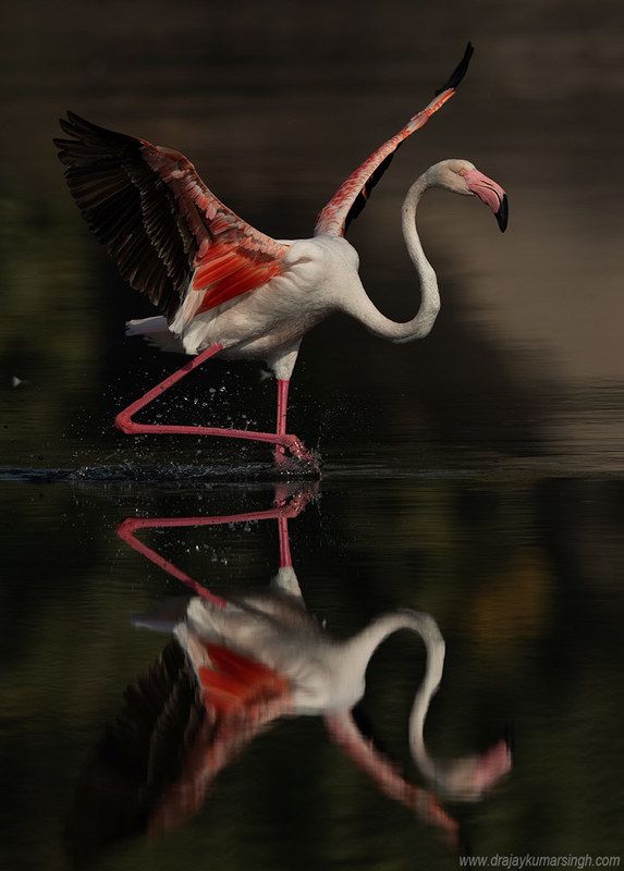 flamingos Greater Flamingosphoto preview