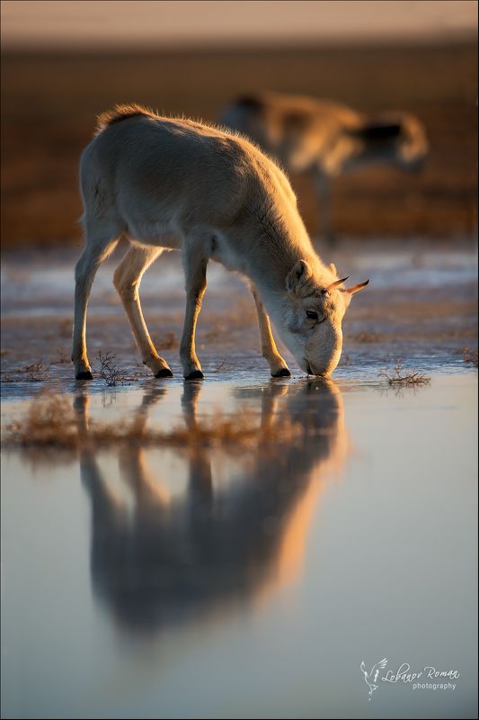 Сайгак в закатном свете ...photo preview