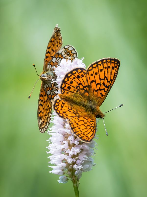 boloria eunomia, перламутровка бледная photo preview