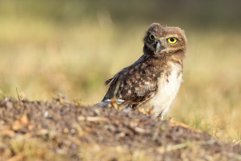 птицы, уругвай ***photo preview