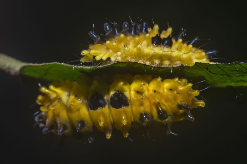 sâu vàng, insect, yellow, macro, black, focus, nature, natural, beauty, beautiful, garden, leaf, bug Con sâu vàngphoto preview