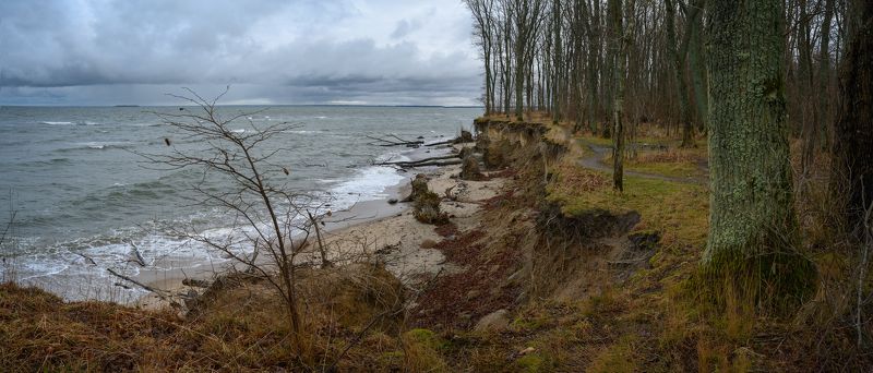балтийское море, тучи, лес, зима *photo preview