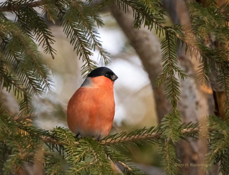 Красавец снегирикphoto preview