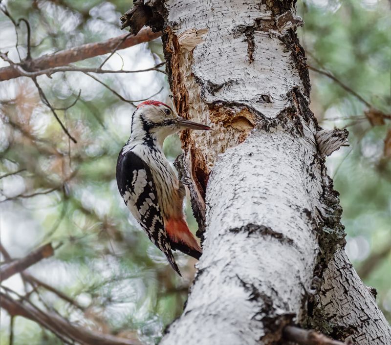 птица, дятел, лес, белоспинный дятелphoto preview