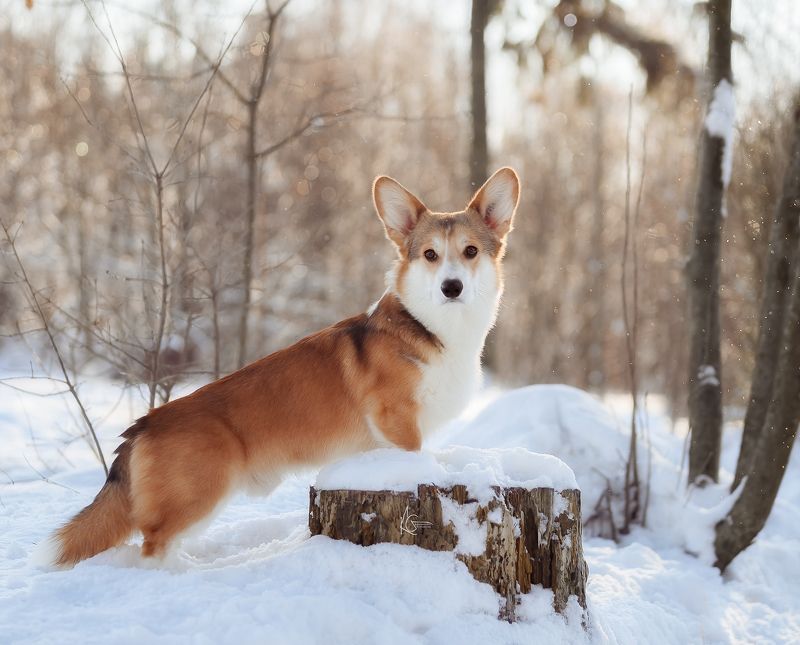 фото превью