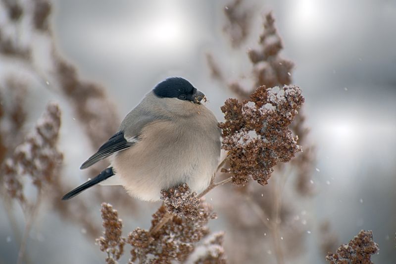 Снегирьphoto preview