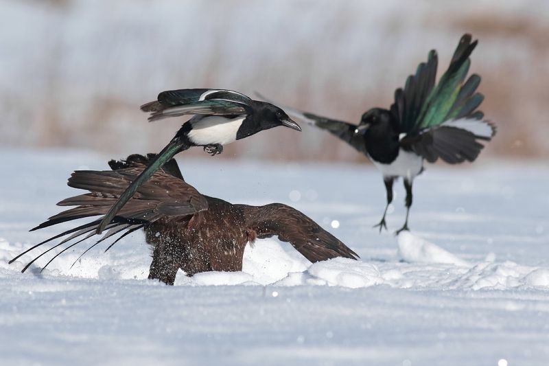 Buteo-buteo & Pica-picaphoto preview