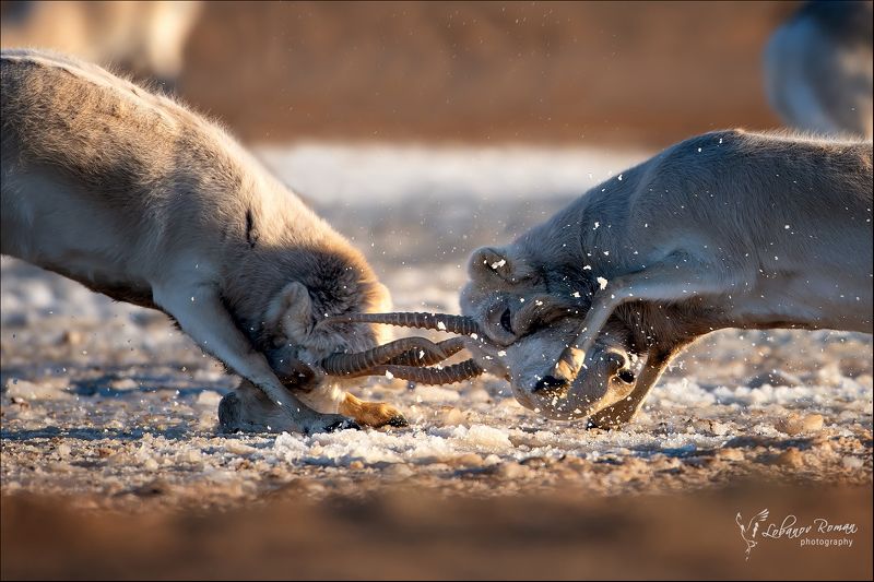 сайгак, степной, битва, бой, лобанов, пересвет Битва в степи ...photo preview